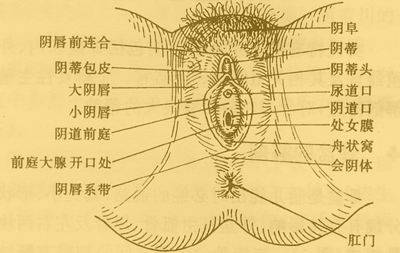 阴蒂 位于两侧小阴唇之间的顶端,类似男性的阴茎海绵体组织,阴蒂头有