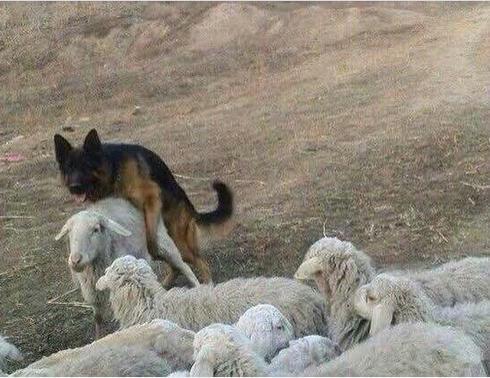 在牧羊的过程中,狗狗利用工作之
