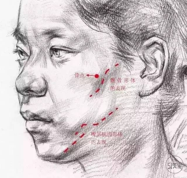 【素描】头像面部结构与头发头部的形体特征,还不速学