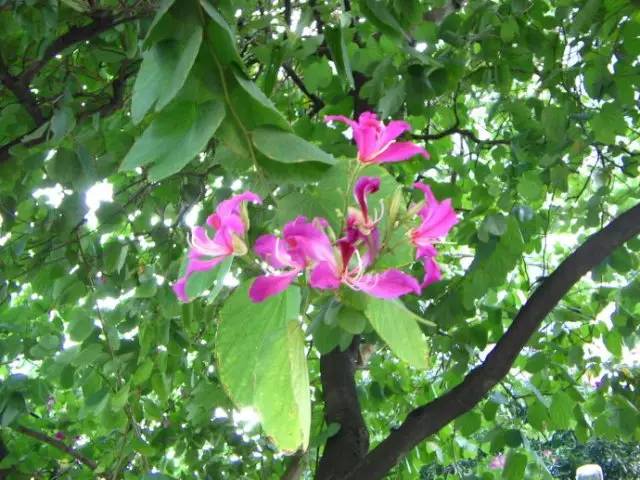 每日一花 | 花大如掌的红花羊蹄甲