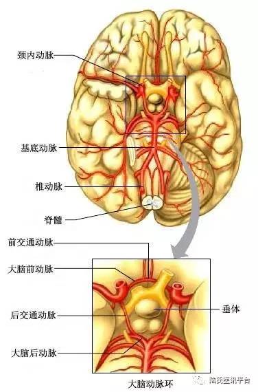 图15 脑底动脉环示意图