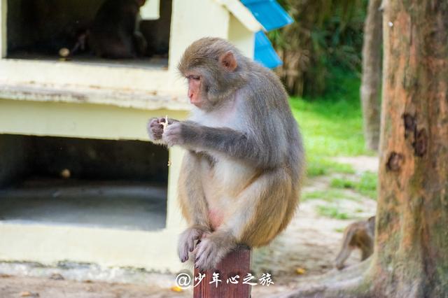 广东人长得像猴子