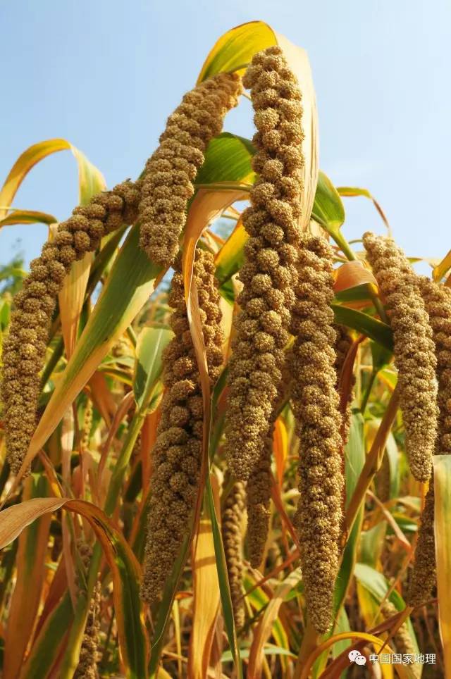 cn 黍的谷粒比稷要大一些,再加上谷穗丰满,在田间常常是垂着头的.