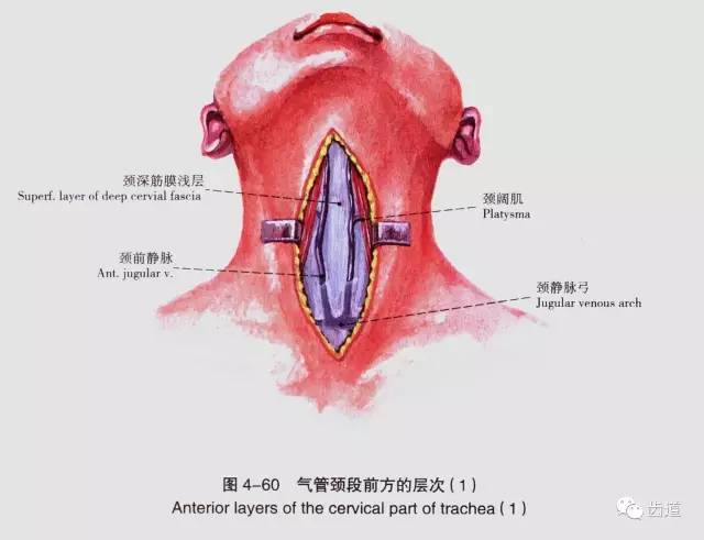 牙医必备:口腔解剖精美图片