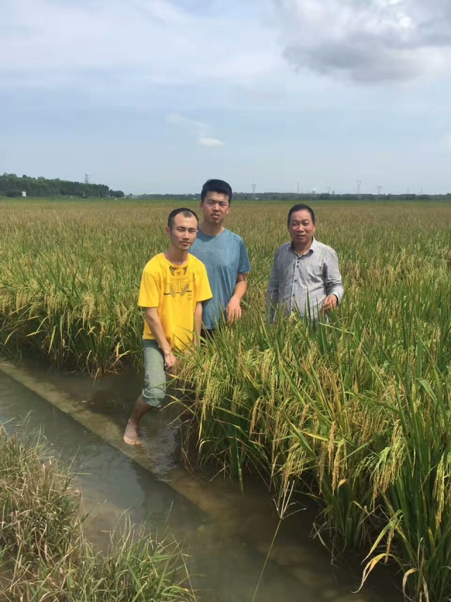 基地海水稻品种为"海红12",种植面积为186亩.