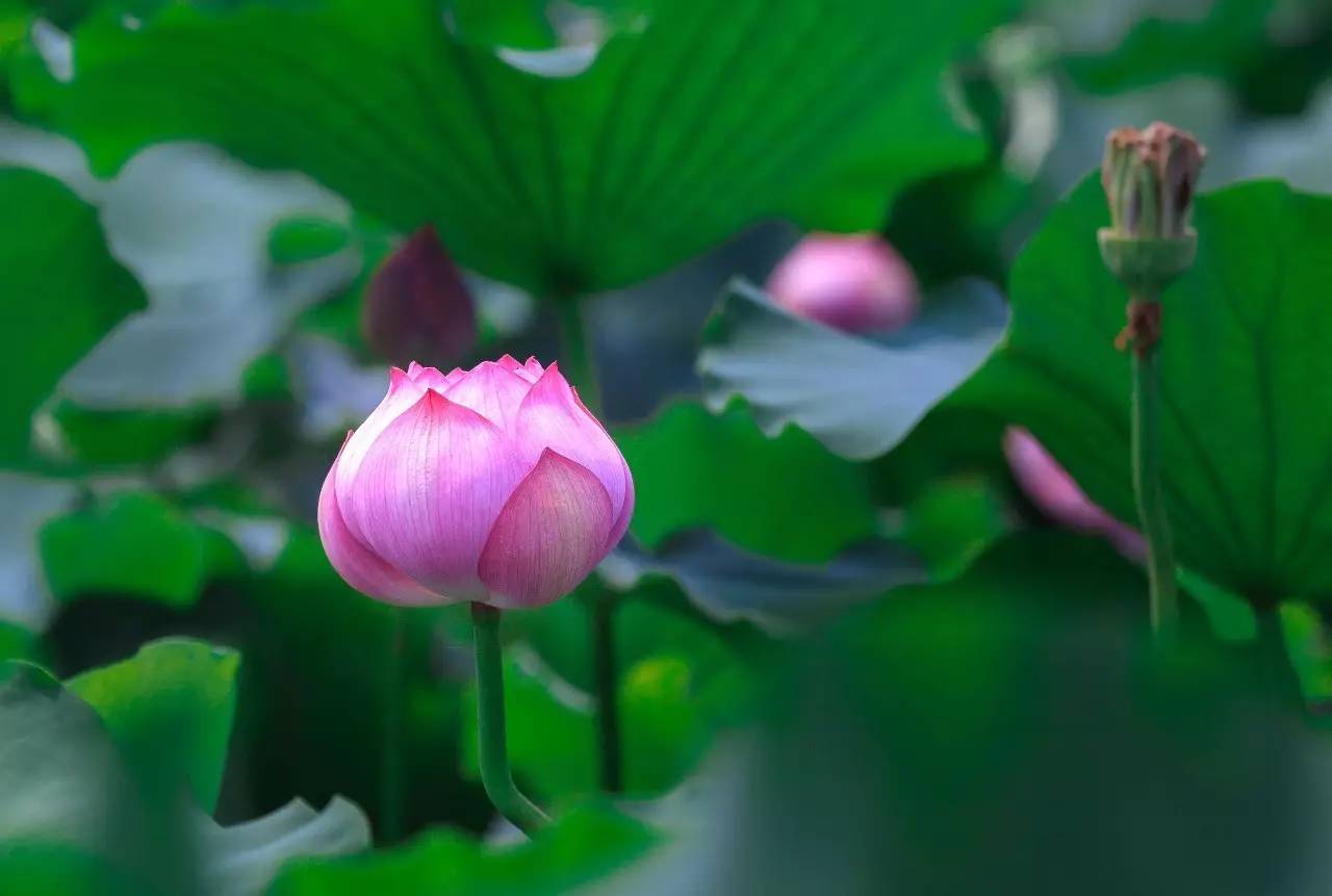 "唯有绿荷红菡萏,卷舒开合任天真",炎炎夏日,最美不过荷花塘.