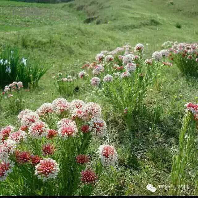 通渭的陇山梁李军芳