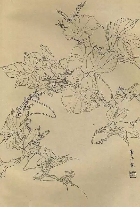 白描画百花图谱