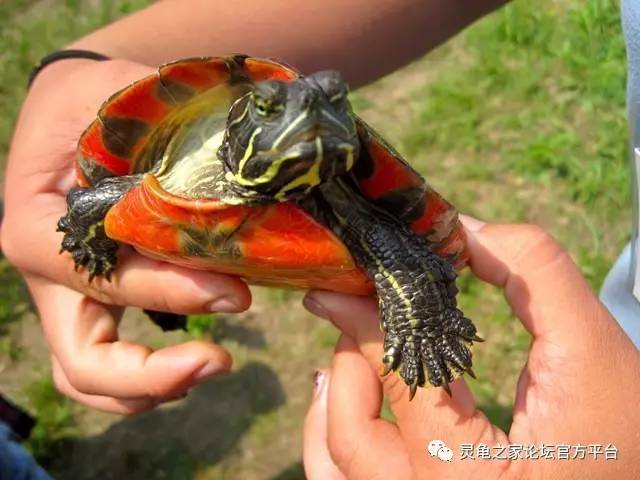 甜甜圈龟饲养指南伪龟属品种大盘点