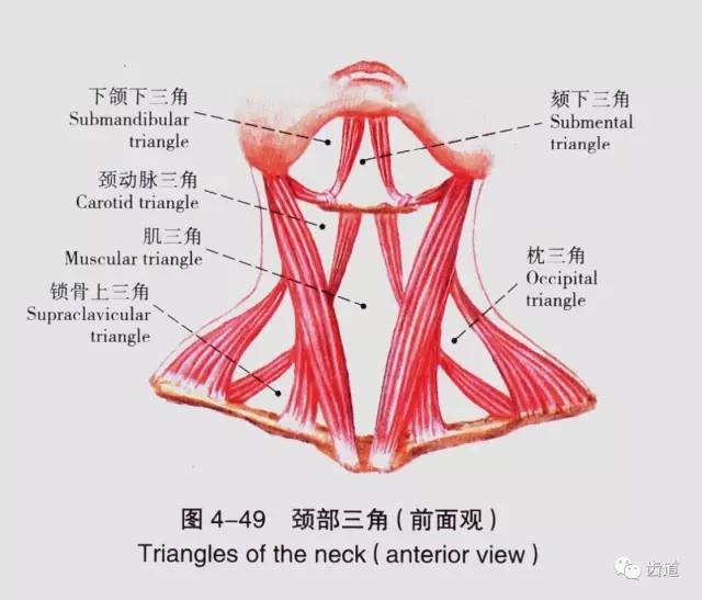 牙医必备:口腔解剖精美图片