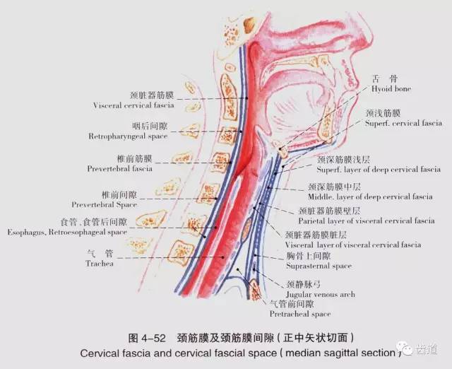 牙医必备口腔解剖精美图片