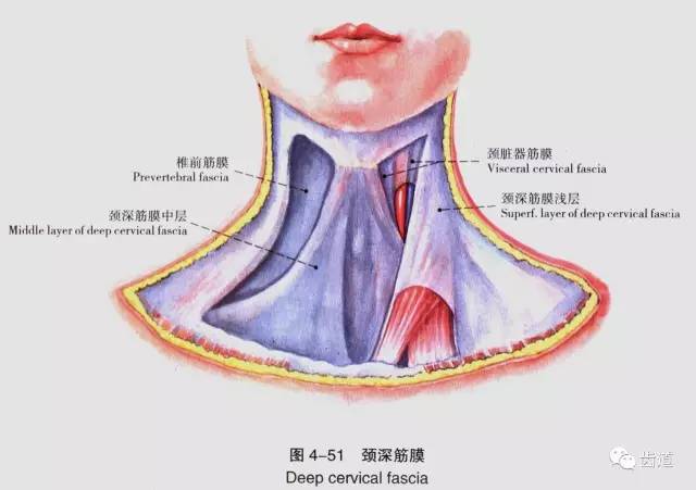 牙医必备:口腔解剖精美图片