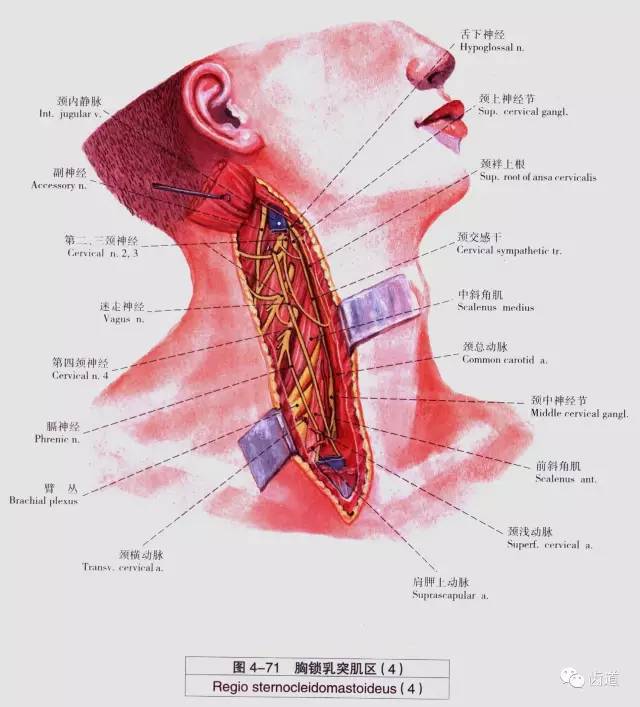 牙医必备:口腔解剖精美图片