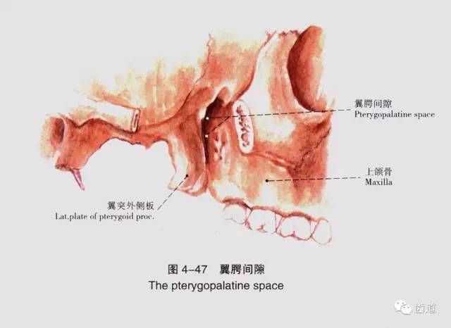 牙医必备口腔解剖精美图片