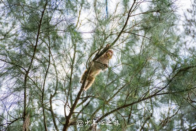 广东江门川岛的这群猴子逆天了