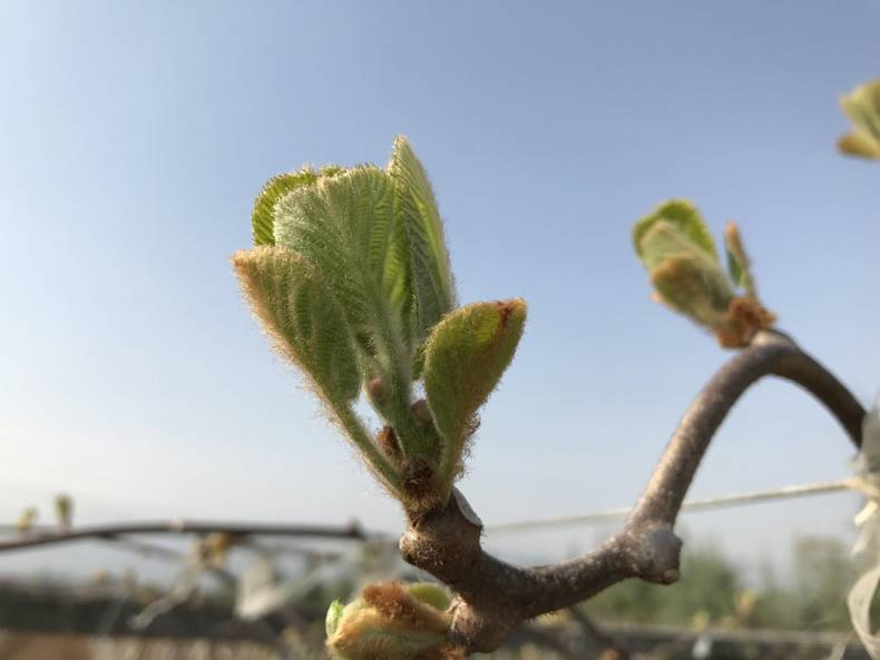 好甜的翠香猕猴桃,王中之王的凯特芒,养生必选之昆仑雪菊和最好的