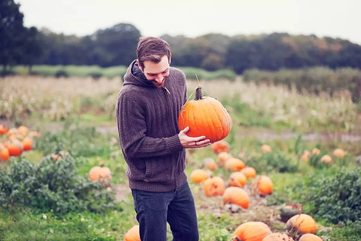 【采摘好时节】野生原的pumpkin patch南瓜趣