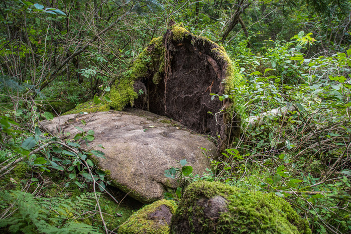 世界地质公园镜泊湖丨火山口地下森林,远古洪荒的遗迹