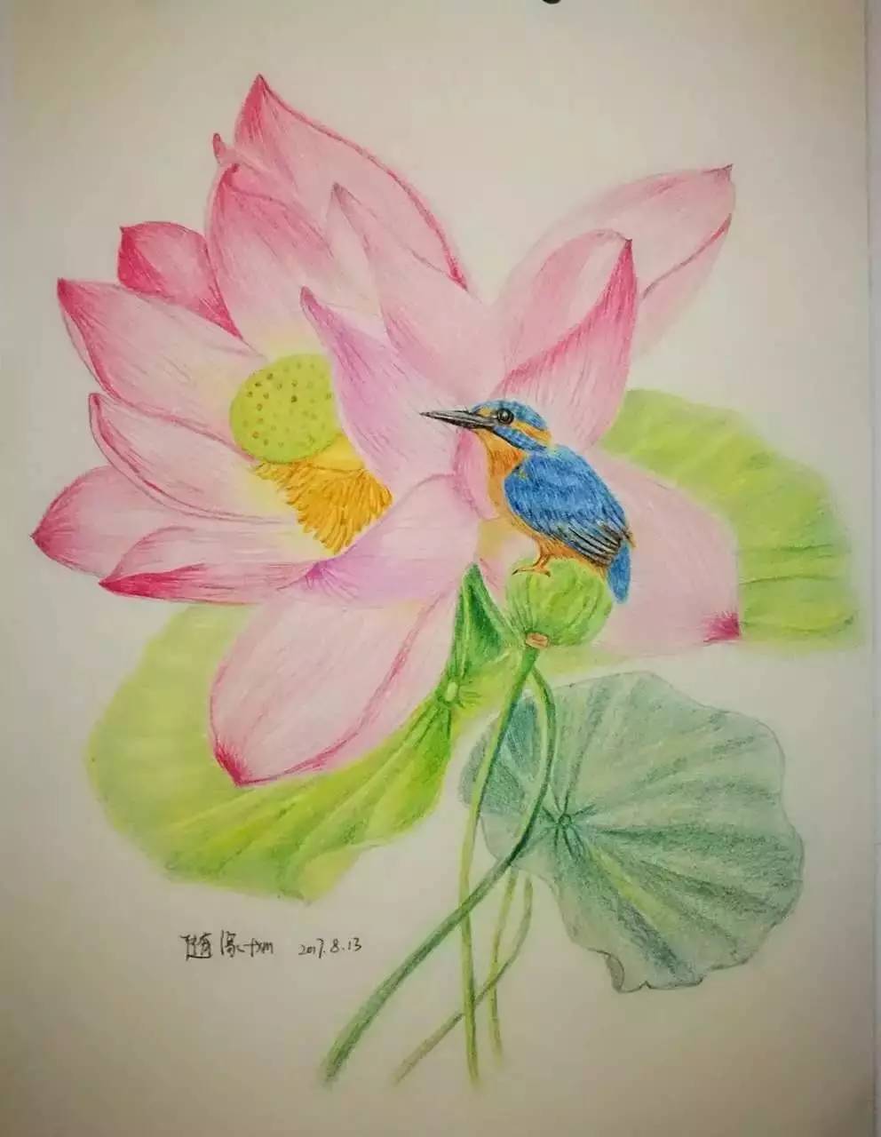 彩铅同学绘 花鸟(随缘)