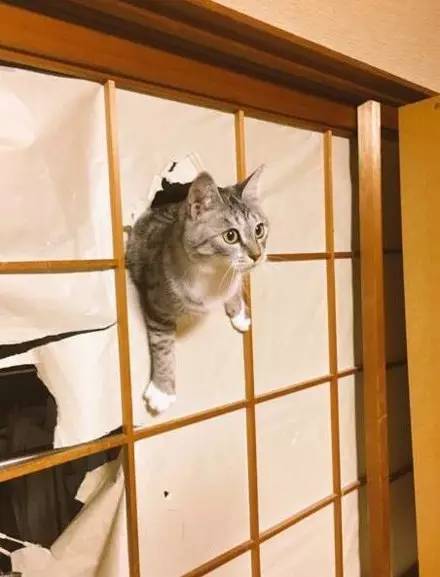 一网友表示,自从养猫后就告别纸门了,每天都是这种画面.