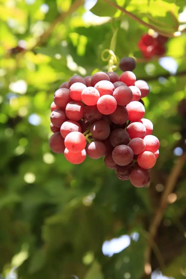 素年锦时盛夏果实葡萄语