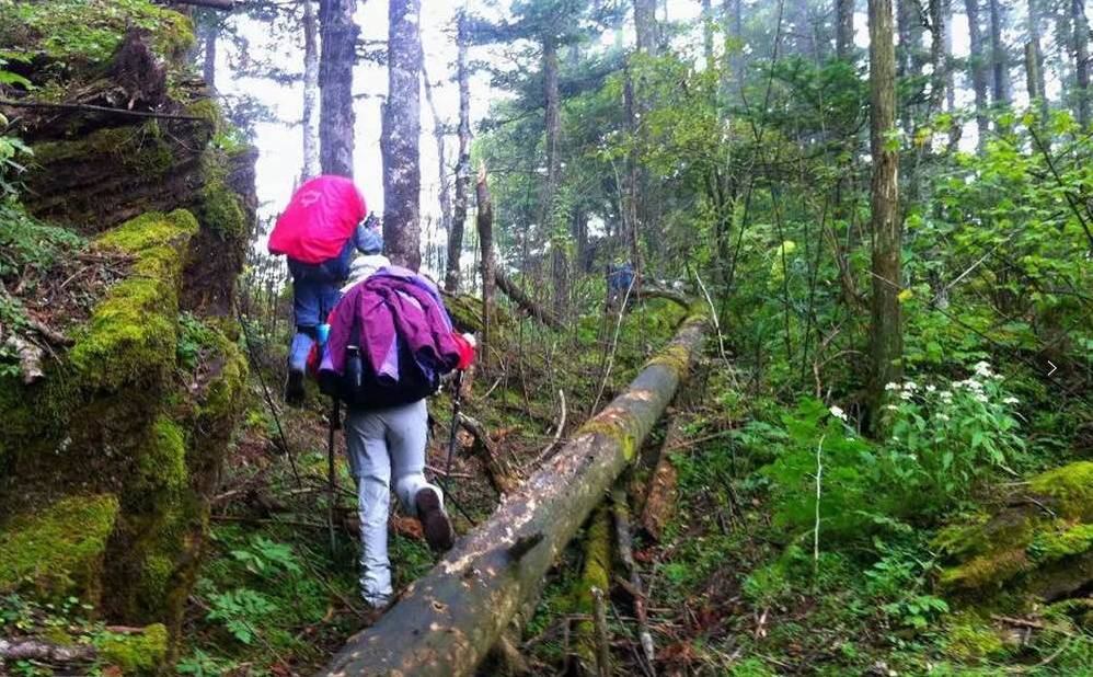 蓝天下户外轻装神农架徒步穿越无人区原始森林野外求生穿越高山杜鹃林