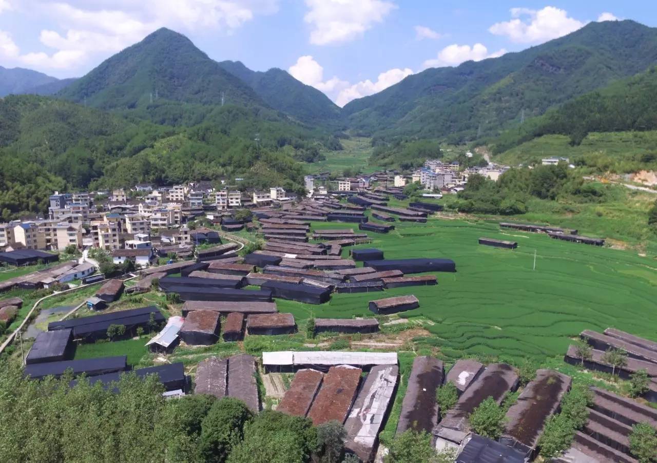 香菇村落,半居半棚.菇棚探入田间,吸收潮气幽谷中香菇寮遗址.