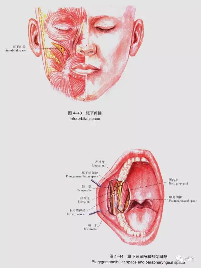 牙医必备:口腔解剖精美图片