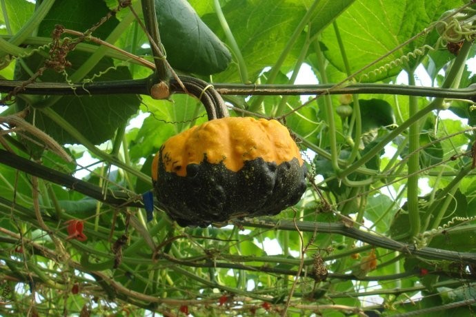 采摘好时节野生原的pumpkinpatch南瓜趣