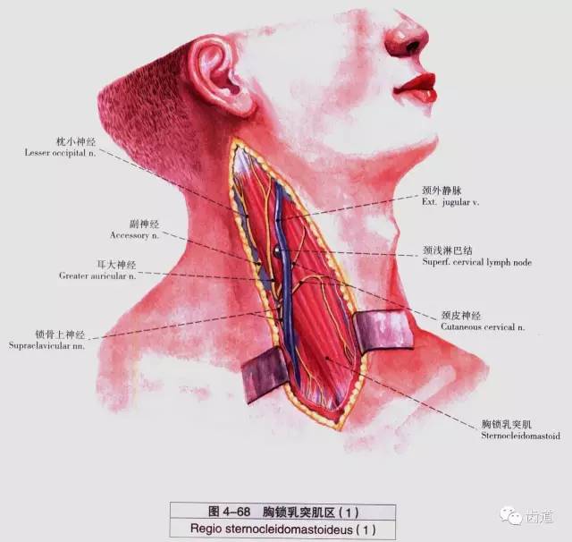 牙医必备:口腔解剖精美图片