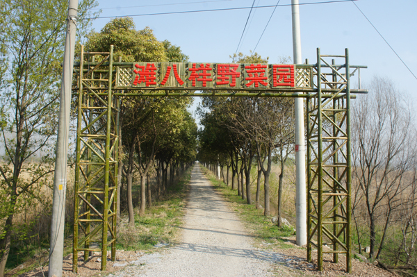 江心洲,它是镇江最乡村的地方,这里的农庄深藏着美食和爱,秋色征服