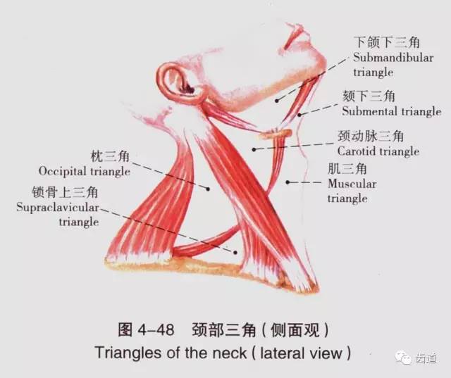 牙医必备:口腔解剖精美图片