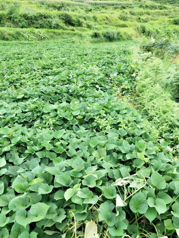 秋天的黄腊红薯遍地挖有一种思念叫田坝头烧红薯