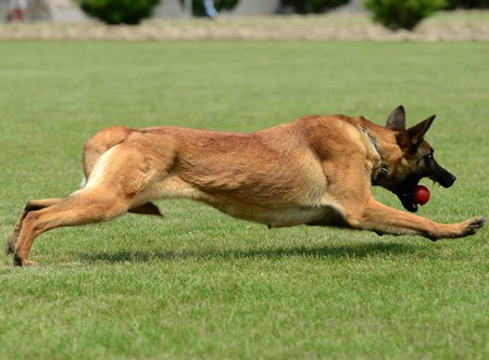 马犬价格训练有素的马犬幼犬