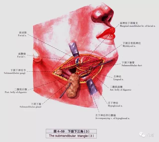 牙医必备:口腔解剖精美图片