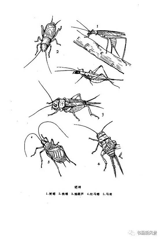 昆虫白描画稿39幅!