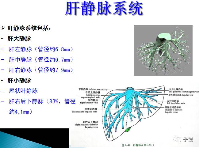 三,肝静脉系统:肝静脉系统包括:肝大静脉:肝左静脉(管径约6.