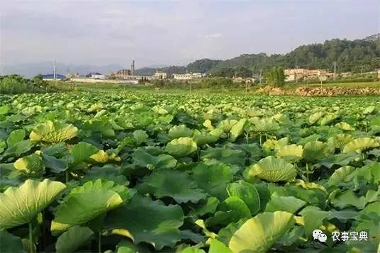 致富三农养牛视频_三农致富经_致富三农种植