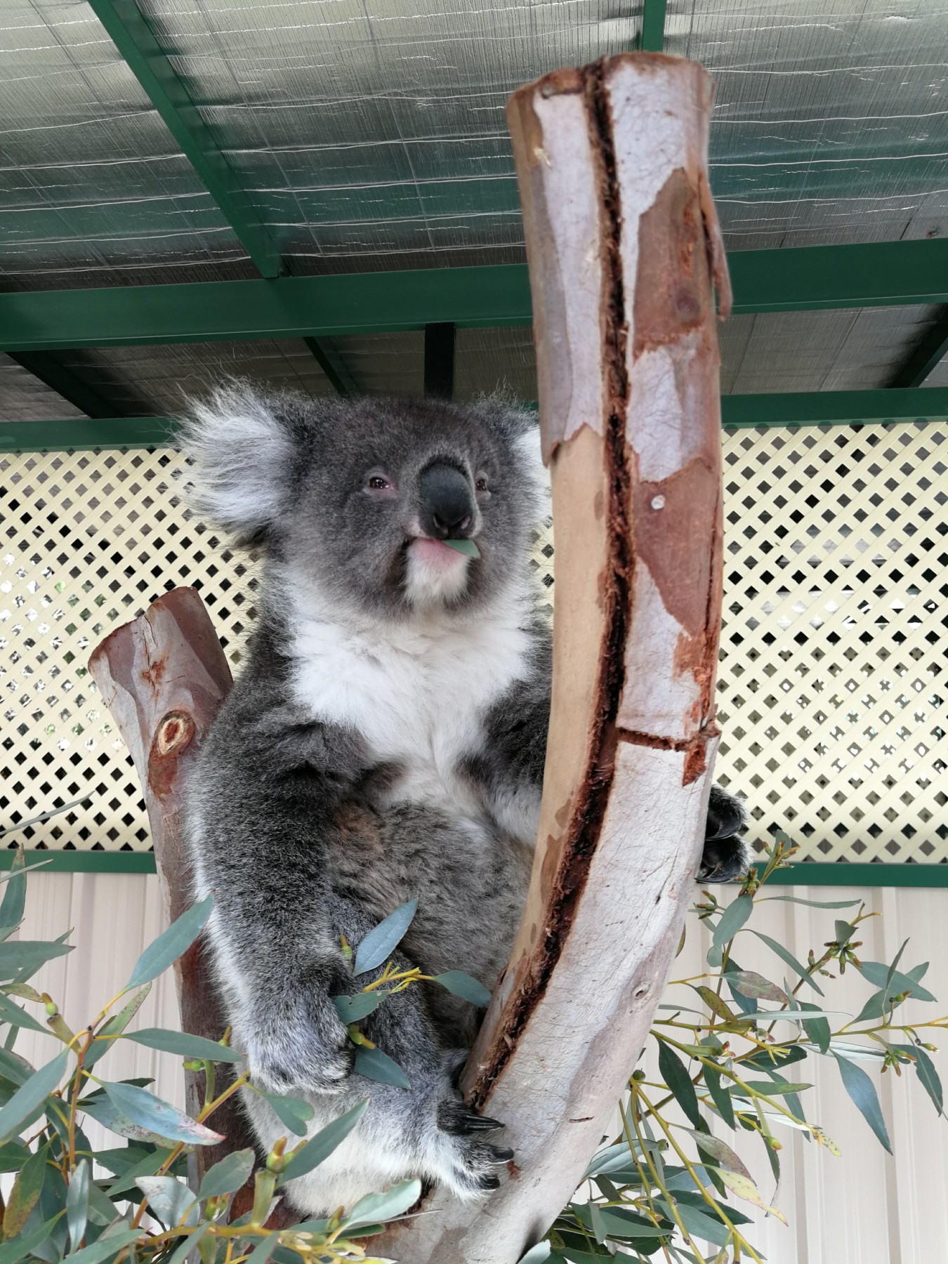 考拉 koala