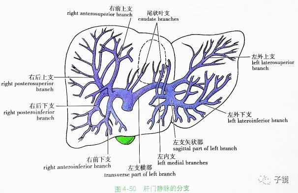 七,glisson管道-肝门静脉:管径最粗,较恒定,常用作分叶,分段的基础.