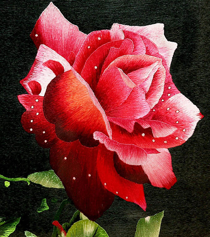 Roseй磬Ϣޣ(7818) - Rose - Rose YangĲ