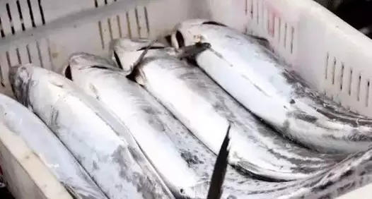 最便宜的鱼_恩平首次出口冻罗非鱼片 预计年出口额可达1.2亿美元