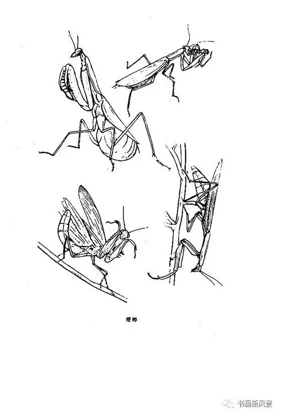 昆虫白描画稿39幅!