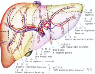 八,glisson管道---肝固有动脉:肝固有动脉在肝门分为左支,右支(肝左
