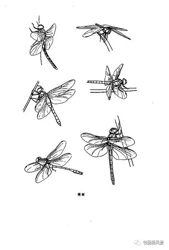 昆虫白描画稿39幅!
