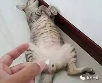 这绝对是猫界专用杜蕾斯tt,公猫的地狱