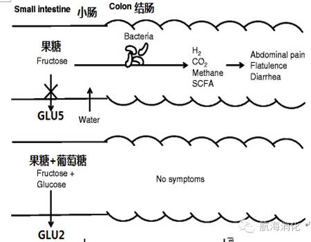 图:果糖和葡萄糖吸收示意图水果含有大量的果糖,不经过消化就能被小肠
