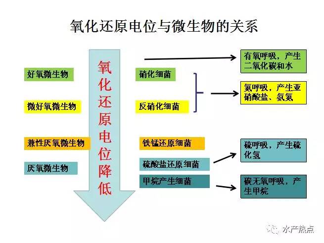 图示氧化还原电位与微生物的关系