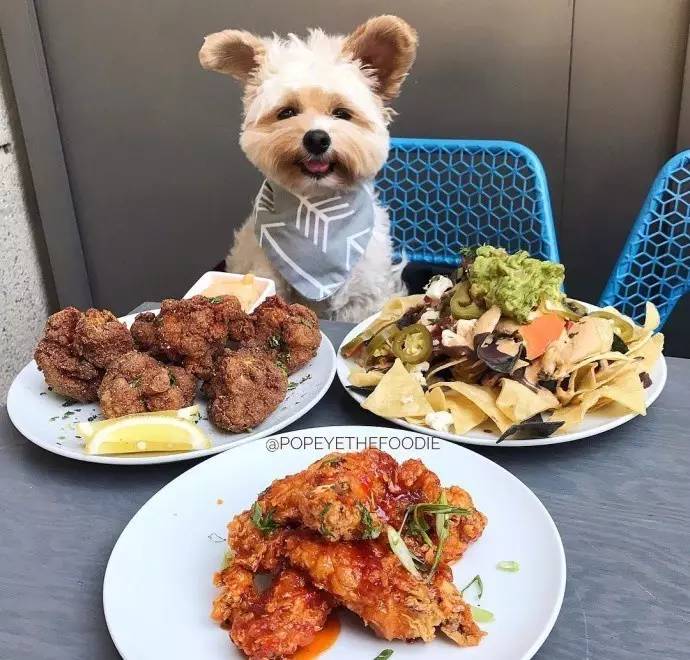 这位专业美食小模特,嘴馋的模样实在太可爱啦