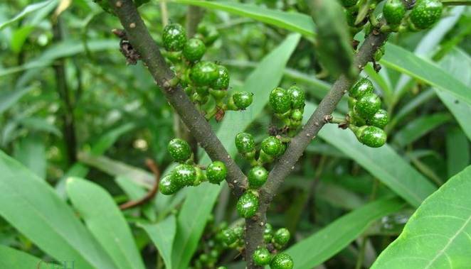 山苍籽 山苍树,山苍子,山姜子,木姜子,毕澄茄,筚澄茄,唱仔木,澄茄,澄